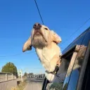 9b68d94d562c49445e51c1adcf6fdc7f